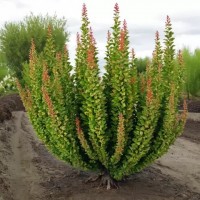 Барбарис Еректа р9