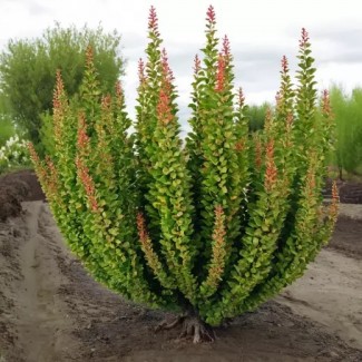 Барбарис Еректа р9