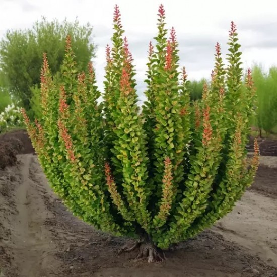 Барбарис Еректа р9