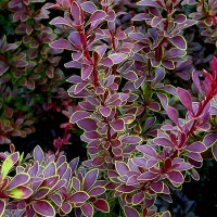 Барбарис Гольден Рінг р9