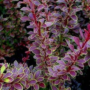 Барбарис Гольден Рінг р9