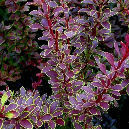 Барбарис Гольден Рінг р9