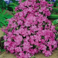 Флокс daniell cushion р9