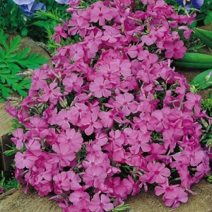 Флокс daniell cushion р9