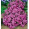 Флокс daniell cushion р9
