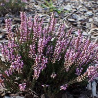 Верес Hilda (касетна розсада)