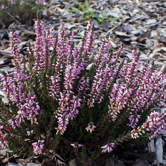 Верес Hilda (касетна розсада)