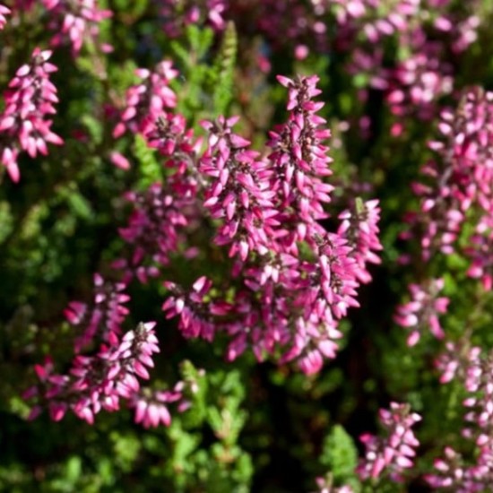 Верес Dunja (касетна розсада)