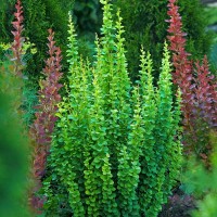 Барбарис Еректа р9