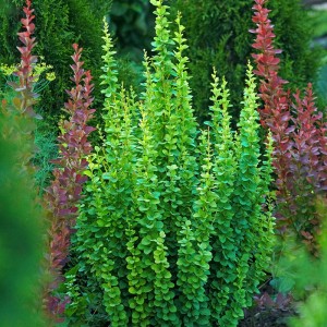 Барбарис Еректа р9