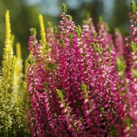 Верес Franca (касетна розсада)