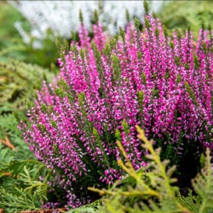 Верес Franca (касетна розсада)