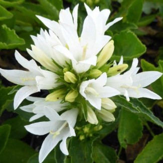 Дзвоник Bellefleur white p9