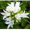Дзвоник Bellefleur white p9