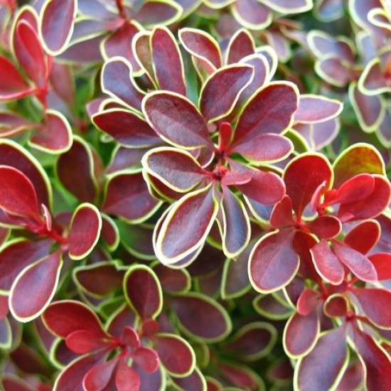 Барбарис Гольден Рінг р9