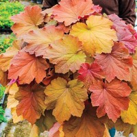 Гейхера Mega Caramel №11 2л