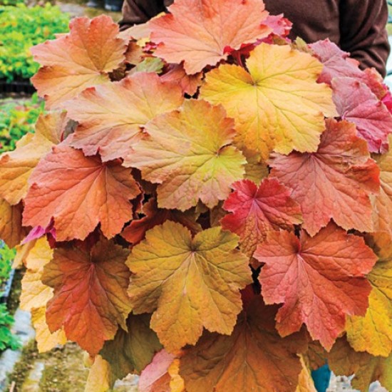 Гейхера Mega Caramel №11 2л