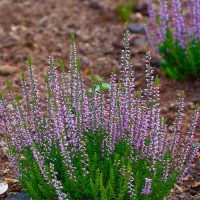 Верес Hilda (касетна розсада)