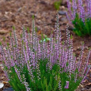 Верес Hilda (касетна розсада)
