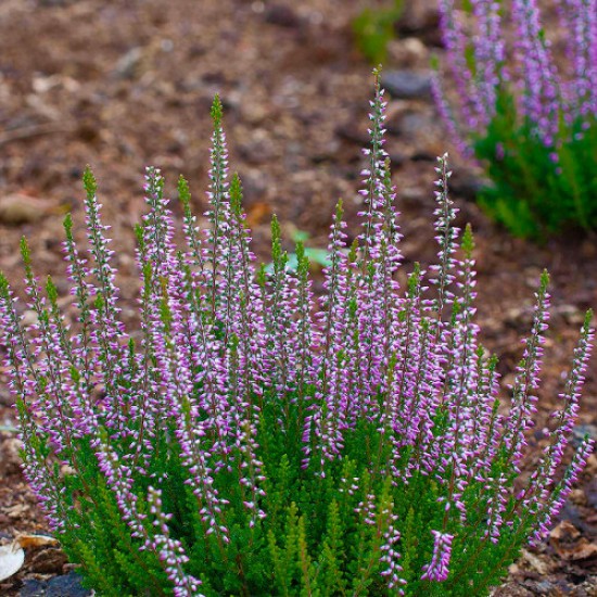 Верес Hilda (касетна розсада)