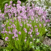 Лаванда Rosea р9