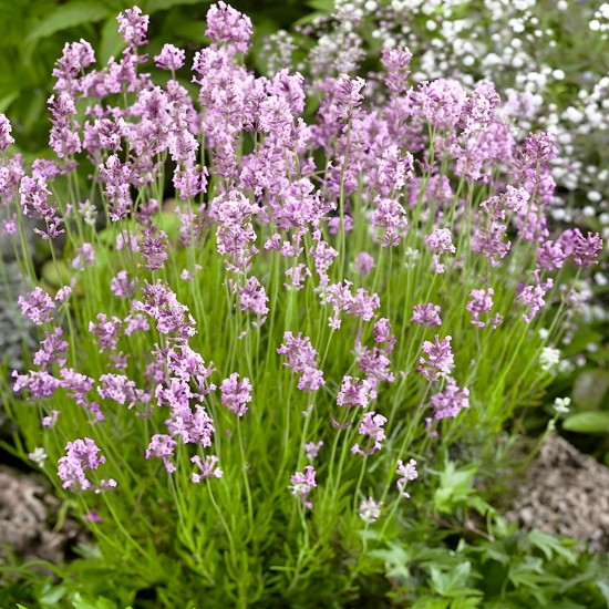 Лаванда Rosea р9