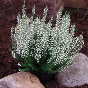 Верес Madonna (касетна розсада)