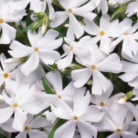 Флокс fabulous white р9
