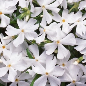 Флокс fabulous white р9
