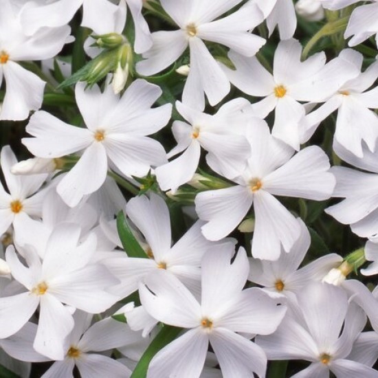 Флокс fabulous white р9