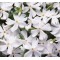 Флокс fabulous white р9