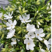 Флокс fabulous white р9