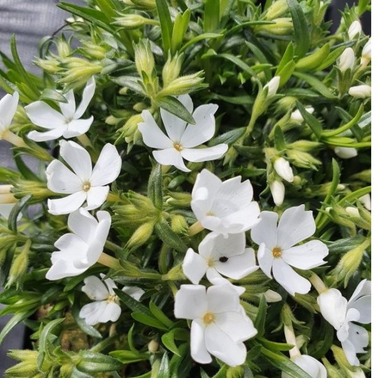 Флокс fabulous white р9