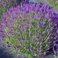 Лаванда Хідкот (Hidcote) р9