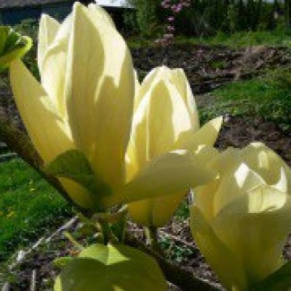 Магнолія щеплена Жовта Пташка 3 роки