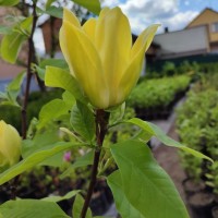 Магнолія щеплена Жовта Пташка 3 роки