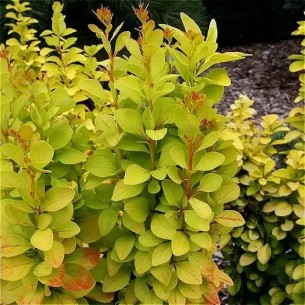 Барбарис Санбім р9