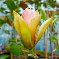 Магнолія щеплена Сенсація 3 роки