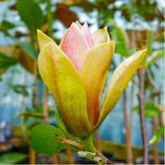 Магнолія щеплена Сенсація 3 роки