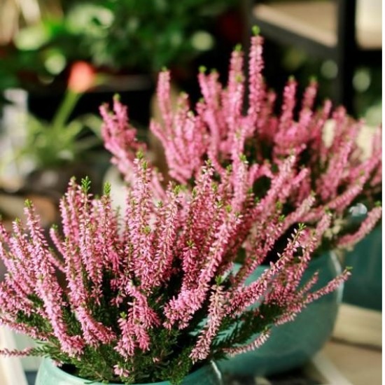 Верес Romy (касетна розсада)