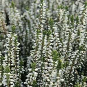 Верес Madonna (касетна розсада)