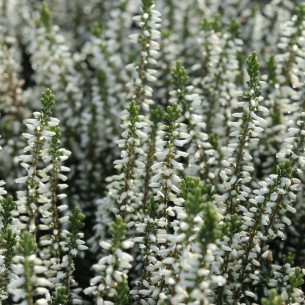 Верес Madonna (касетна розсада)