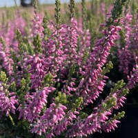 Верес Dunja (касетна розсада)