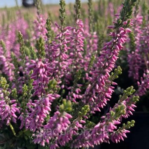 Верес Dunja (касетна розсада)