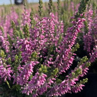 Верес Dunja (касетна розсада)