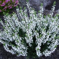 Верес Madonna (касетна розсада)