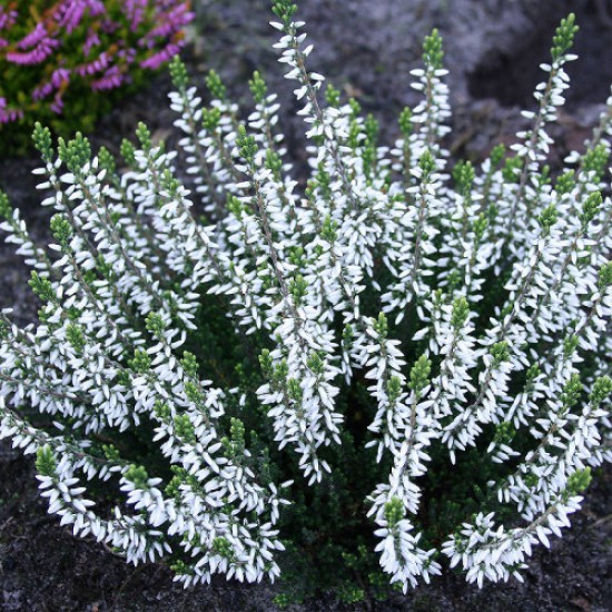 Верес Madonna (касетна розсада)