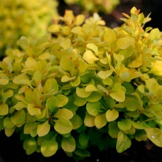 Барбарис Голден Цверг р9