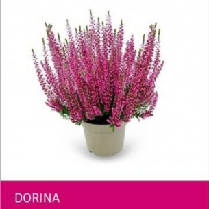 Верес Dorina (касетна розсада)