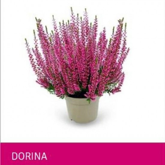 Верес Dorina (касетна розсада)